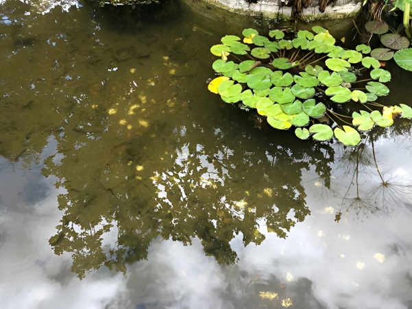 koi pond