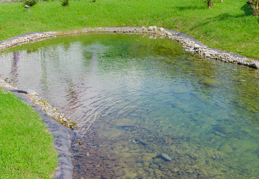 koi pond